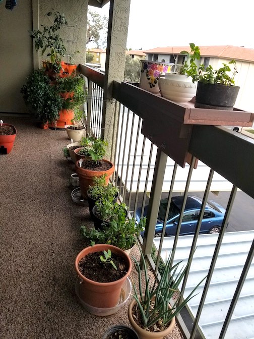 14 New Grocery Shopping Tips to Help Survive a World-Wide Pandemic 5 Apartment balcony with an organic garden and worm farm