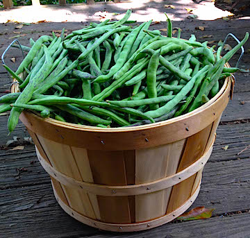 A bushel basket of green beans.