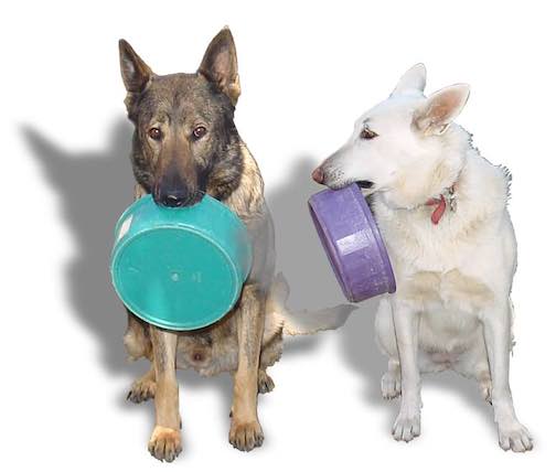 Pets on a Budget - Ultimate Guide to Caring For Pets for Less 3 2 German Shepherd dogs holding food bowls.