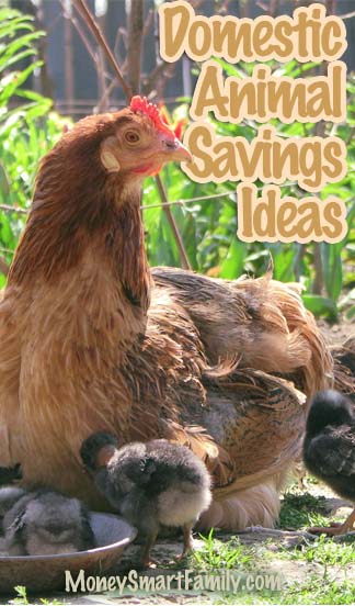 Domestic Animal Care-Money Savings Ideas for farm animals, small mammals, reptile etc?