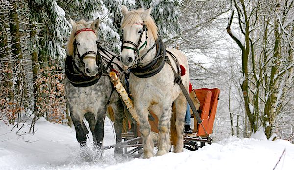 Family Teamwork: How to Accomplish More, Faster, Working Together 2 The teamwork of horsepower. Two white horses pulling a sled in the snow.