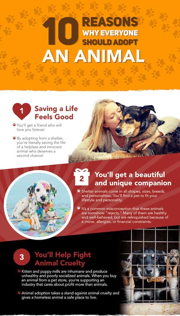 Should You Adopt a Pet or Buy One? Pet Costs & Finding One 3 Pet Rescue Infographic 1