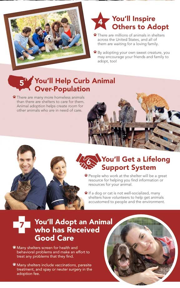 Should You Adopt a Pet or Buy One? Pet Costs & Finding One 4 Pet Rescue Infographic 2 - benefits of adopting a pet