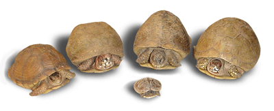 Pets on a Budget - Ultimate Guide to Caring For Pets for Less 4 5 box turtles we had as pets.