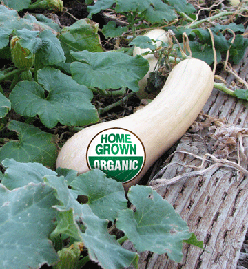 Home Grown Organic Food - Butternut Squash