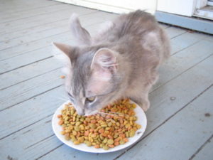 A grey kitten eating cat food from a paper plate.